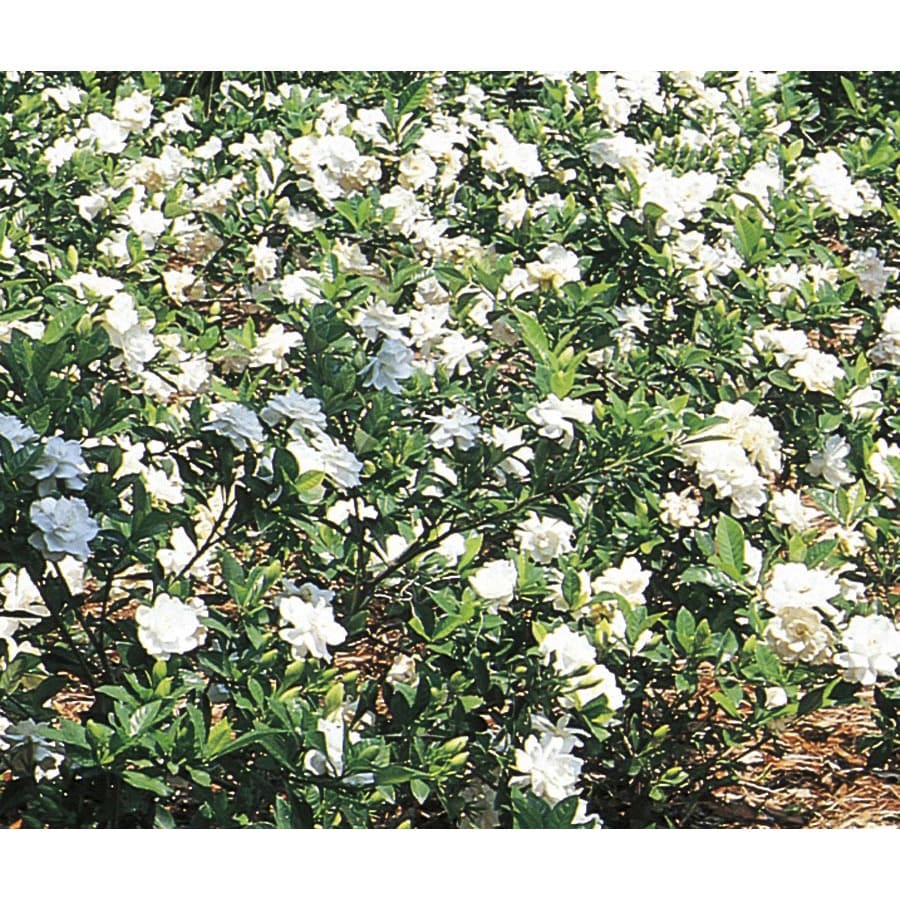 2 Gallon White Gardenia Flowering Shrub Bare Root L5150 In The Shrubs Department At Lowes Com