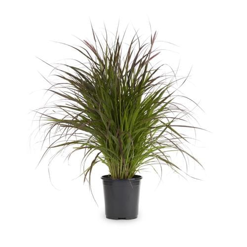 2-Gallon Pennisetum Setaceum Rubrum in Pot (L8564) at Lowes.com