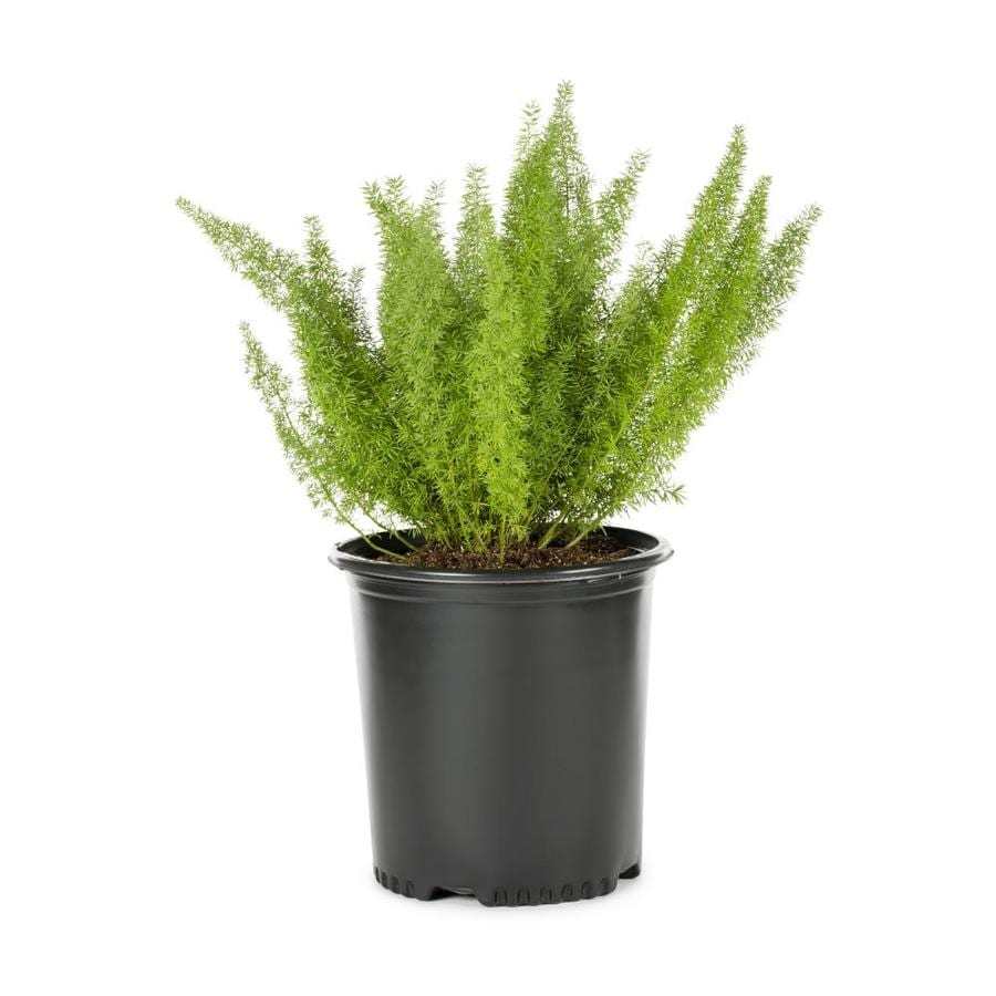 Shop 2Gallon No Flowers Foxtail Fern (LW04091) at