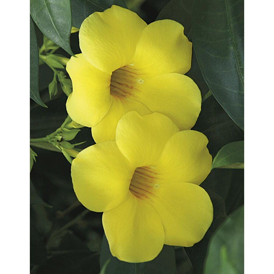 2 Gallon Allamanda Vine  LW02480 at Lowes com