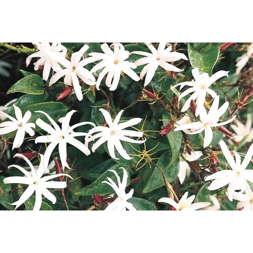 Downy Jasmine (L6387) at