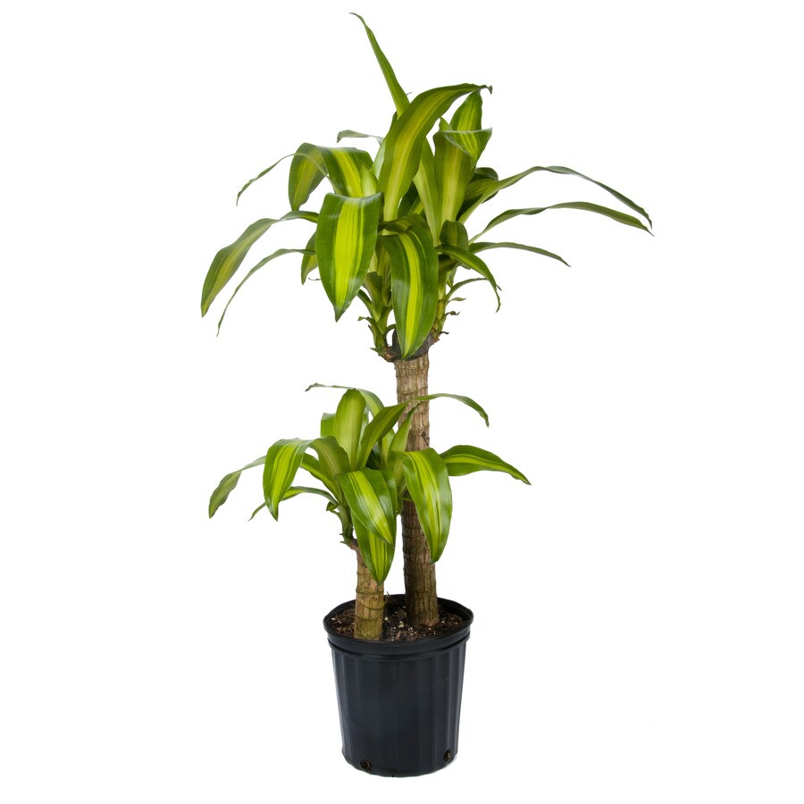 Foliage House Plants at