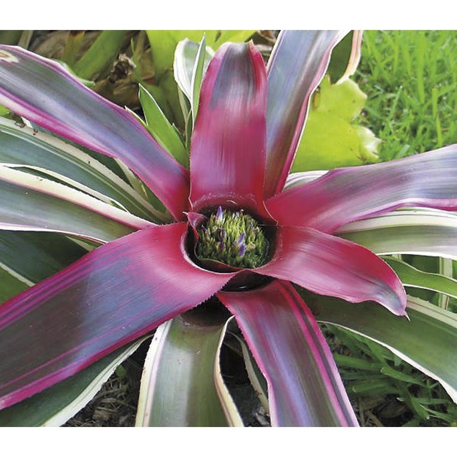 Raphel Bromeliad (L25741) at Lowes.com