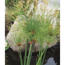 Ornamental Grasses at Lowes.com