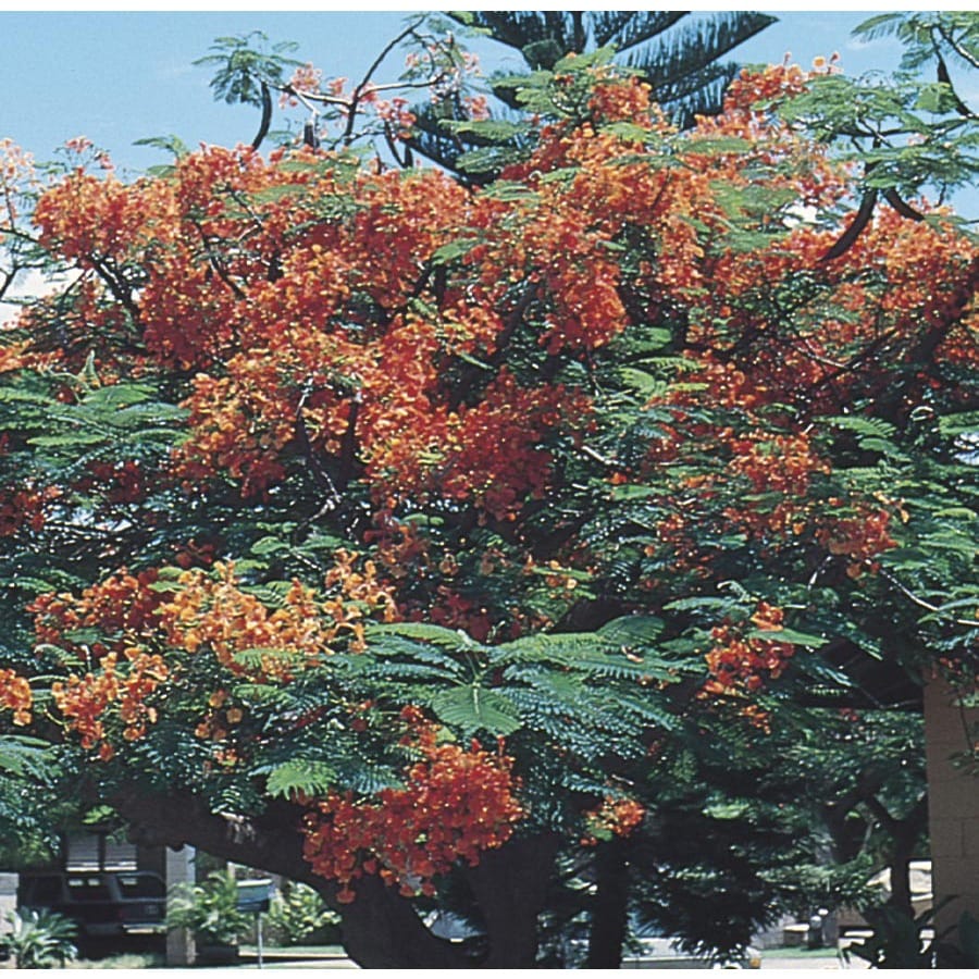 1.75-Gallon Red Royal Poinciana Flowering Tree (L11713) at ...