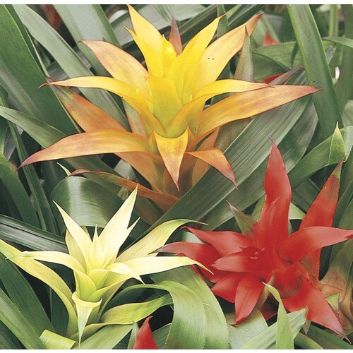 Bromeliad (L2393) in the Tropical Plants department at