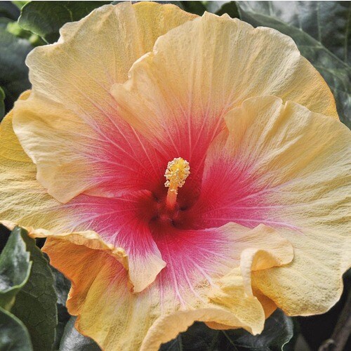 2Gallon Yellow Hawaiian Sunset Hibiscus Flowering Shrub in Planter