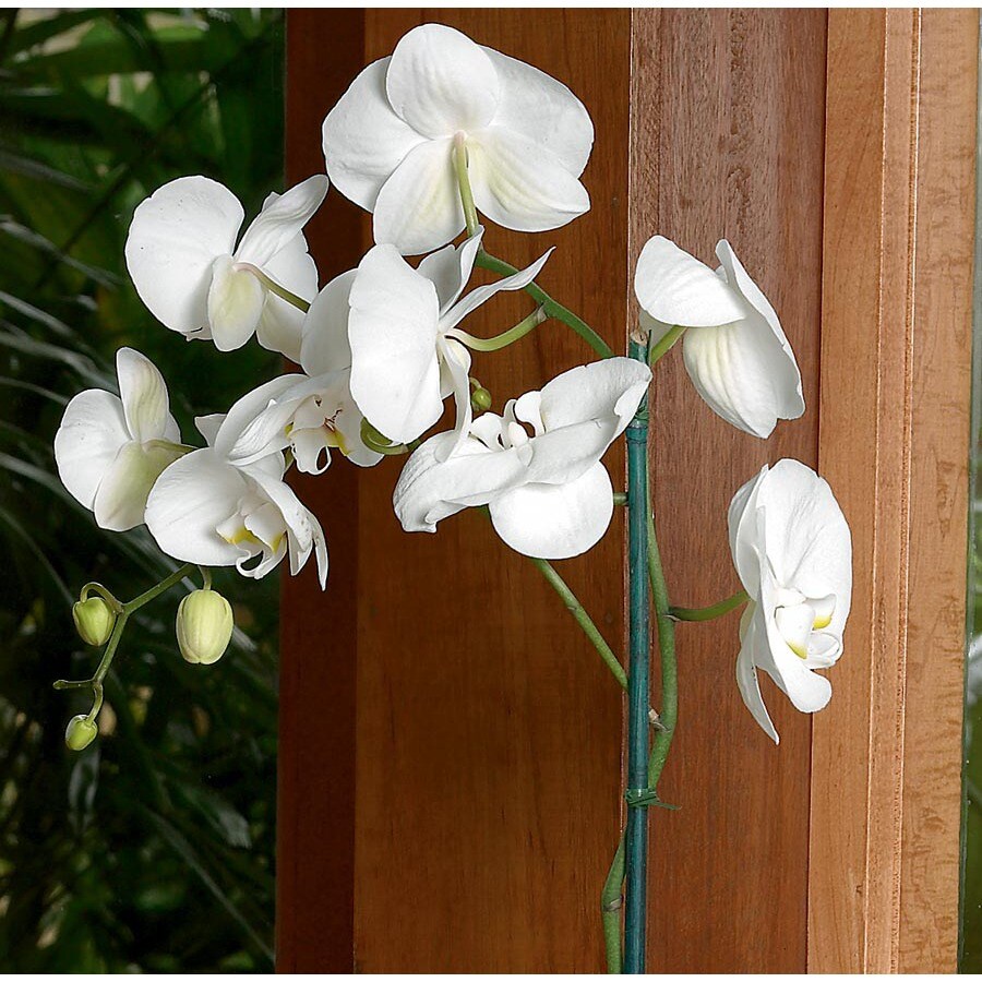 White Phalaenopsis Orchid L20963hp At 2432