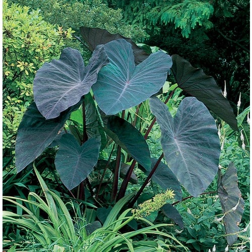 Black Magic Elephant Ear L14450 In The Tropical Plants Department At