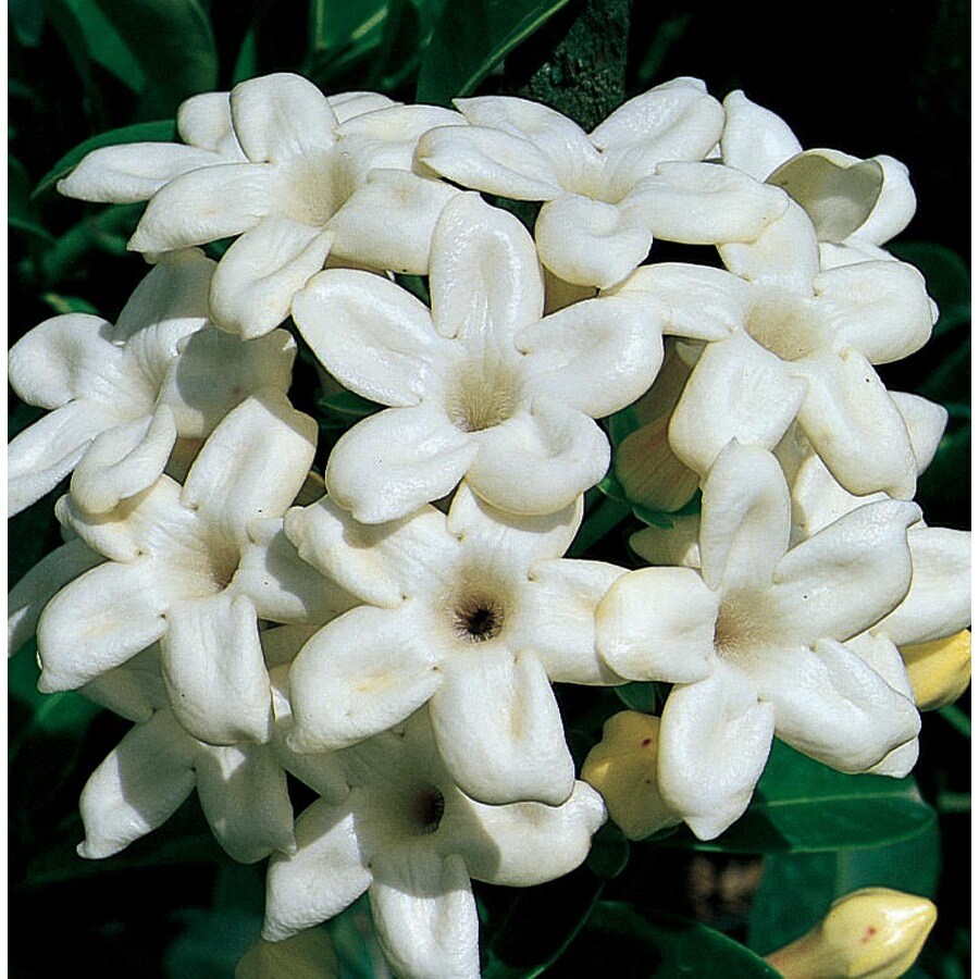 Madagascar Jasmine (L5139) at