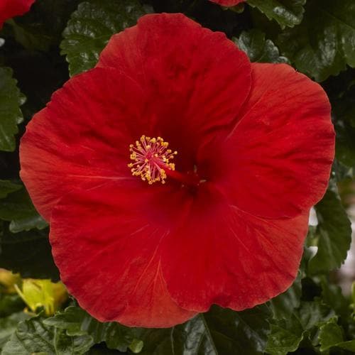 2.5-Quart Red Braided Hibiscus Flowering Shrub in Planter (L0002) at ...