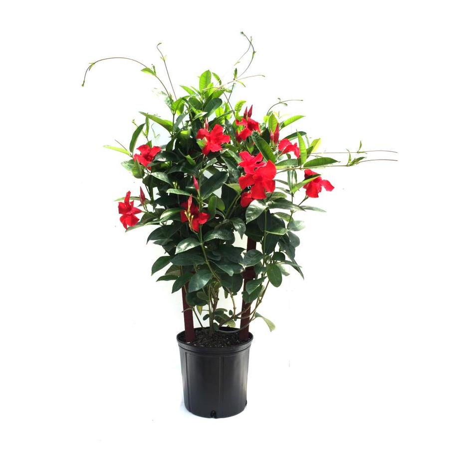 2-Gallon in Pot Mandevilla (L8309) at Lowes.com