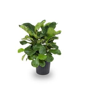 House Plants At Lowes 1 72 Gallon Fiddleleaf Fig In Plastic Pot L5455hp