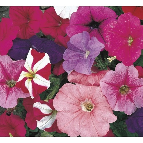 1.5-Gallon Multicolor Petunia (L17355) in the Annuals department at ...