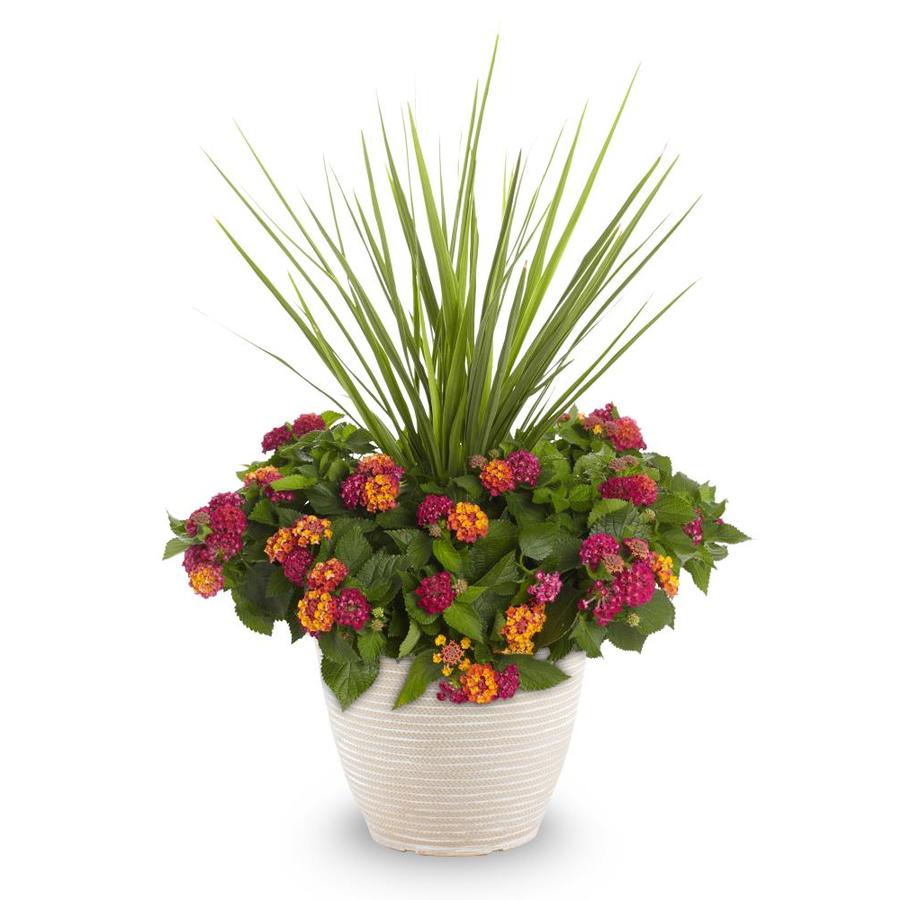 2Gallon in Planter Lantana (L6708) at