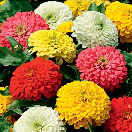 9Pack Multicolor Zinnia in Tray (L6859) at