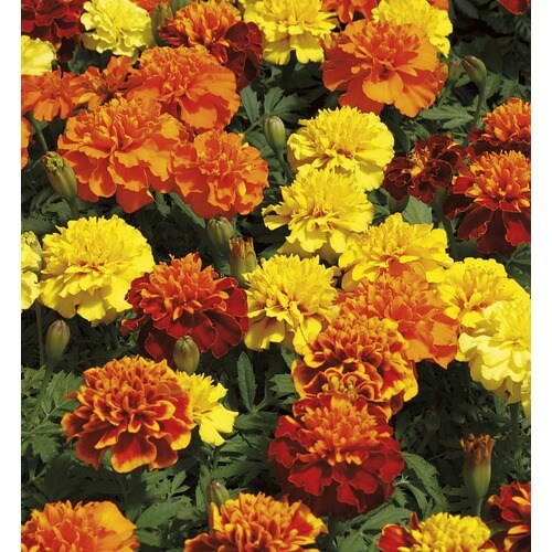 1.75-Gallon Multicolor French Marigold (Dwarf) in Planter ...