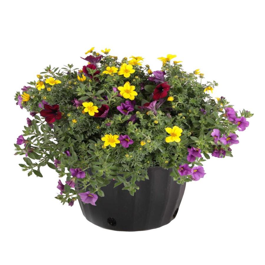 1.5-Gallon Multicolor Ready Refill Annuals Combinations in Pot