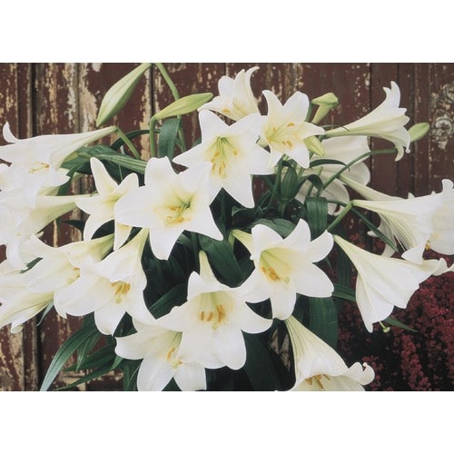 1.5Gallon in Pot Easter Lily (L2295) in the Perennials department at