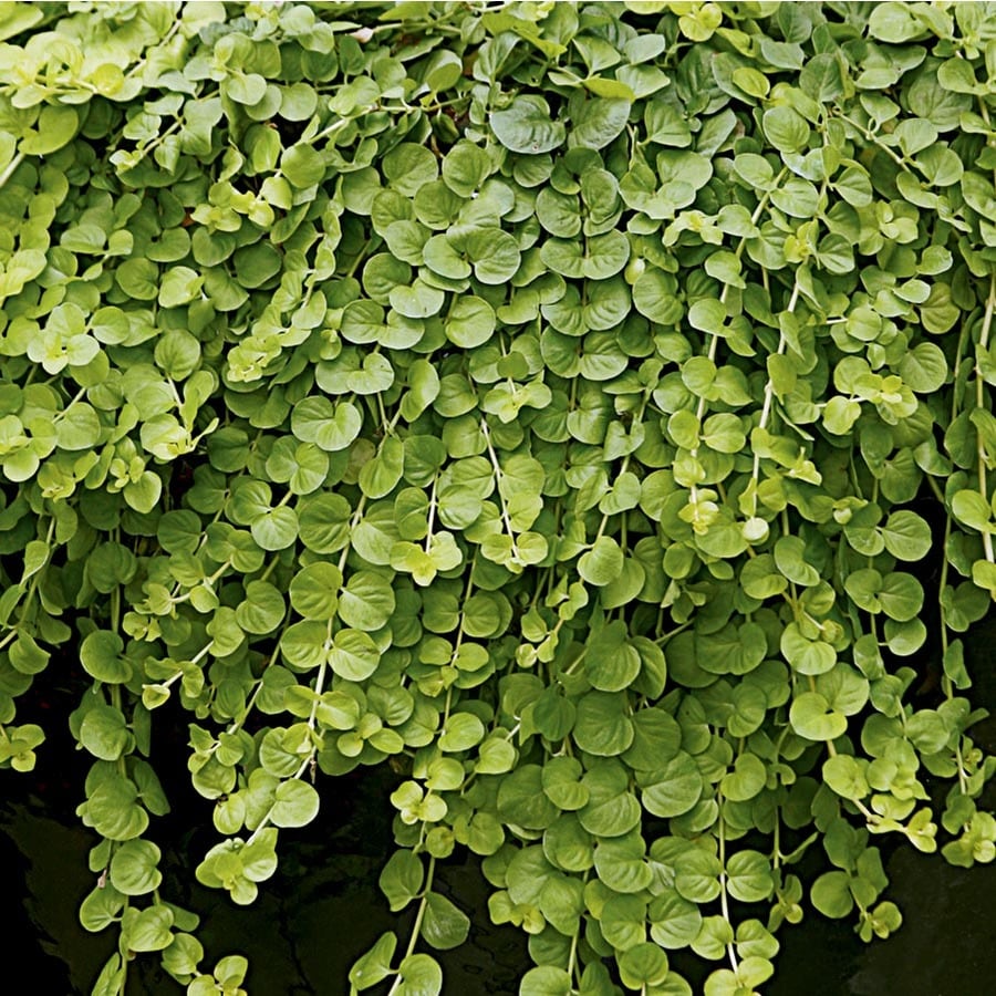 Creeping Jenny Deer Resistant | Tyres2c