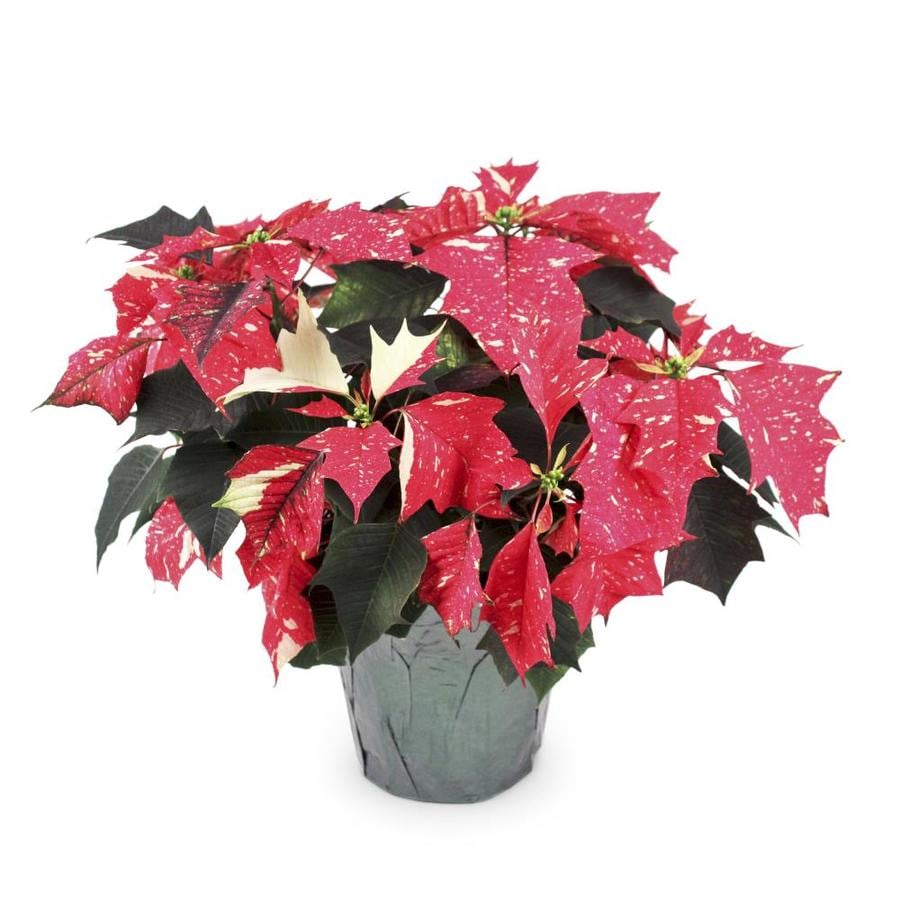 2-Quart Multicolor Jingle Bell Poinsettia in Pot at Lowes.com