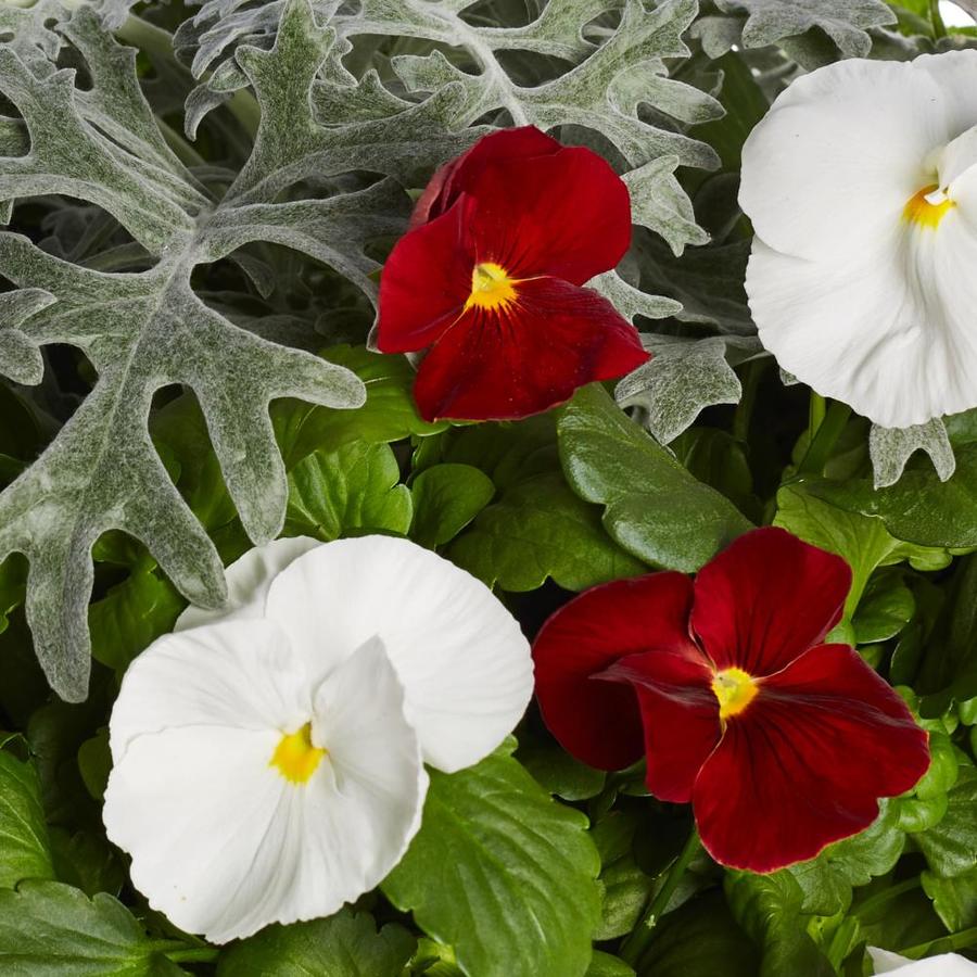 5Gallon Multicolor Pansy in Pot at