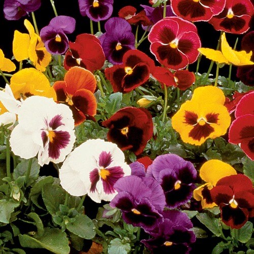 1Quart Multicolor Majestic Giants Pansy in Pot (L16574) at