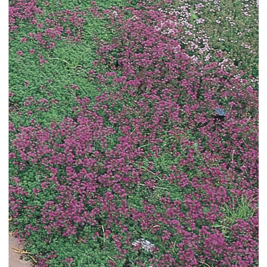 creeping thyme ground cover varieties zone 4