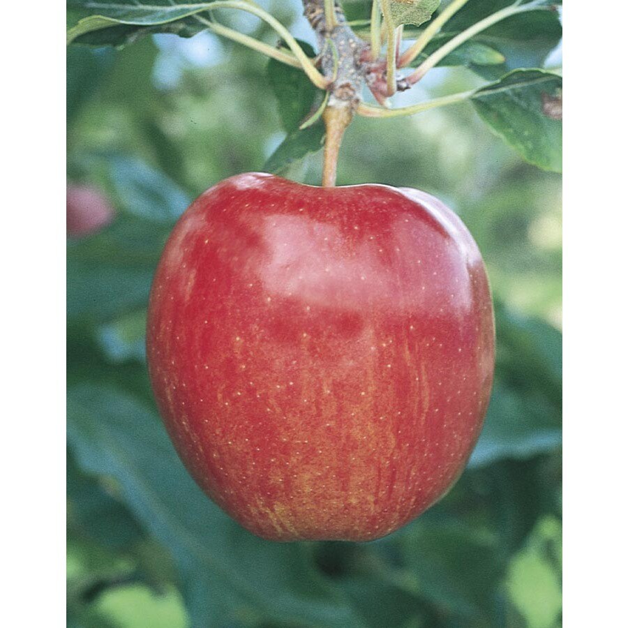 gala-semi-dwarf-apple-tree-l16599-at-lowes