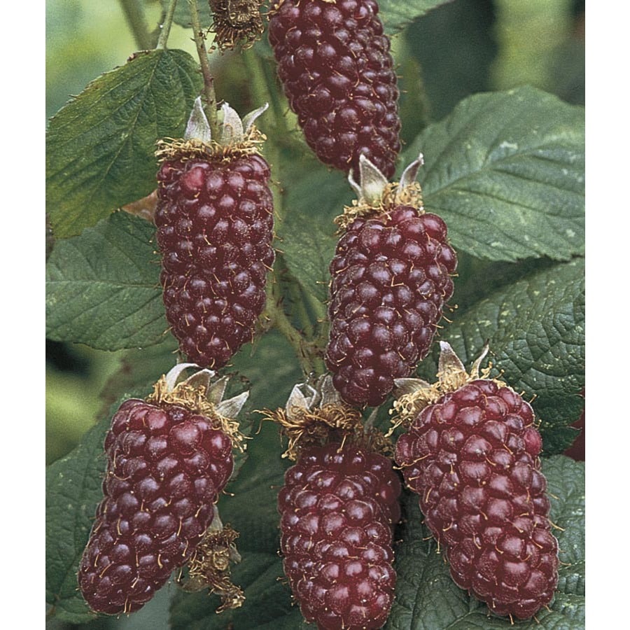 Thornless Boysenberry Small Fruit (L4598) at Lowes.com