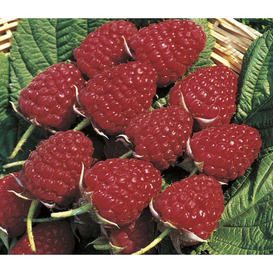 3-Pack Meeker Raspberry Small Fruit (L10510) at Lowes.com