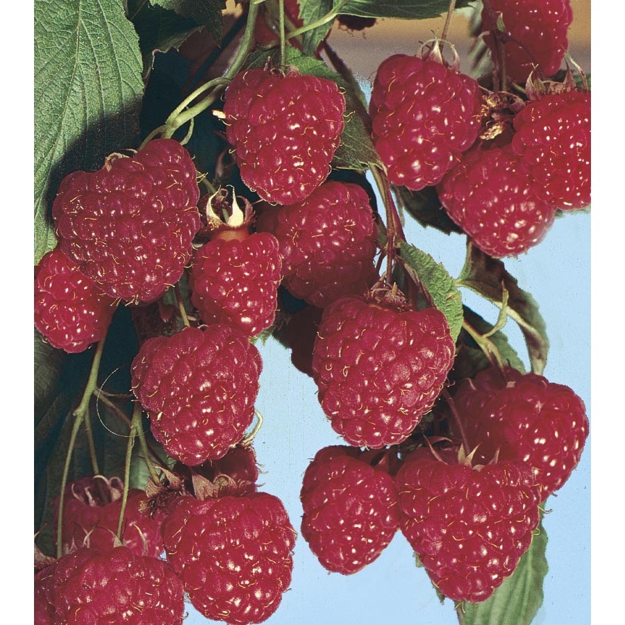 3 Pack Willamette Raspberry Small Fruit L6661 At