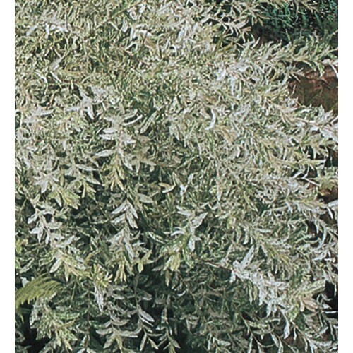 Dappled Willow Accent Shrub in Pot (With Soil) (L20514) at