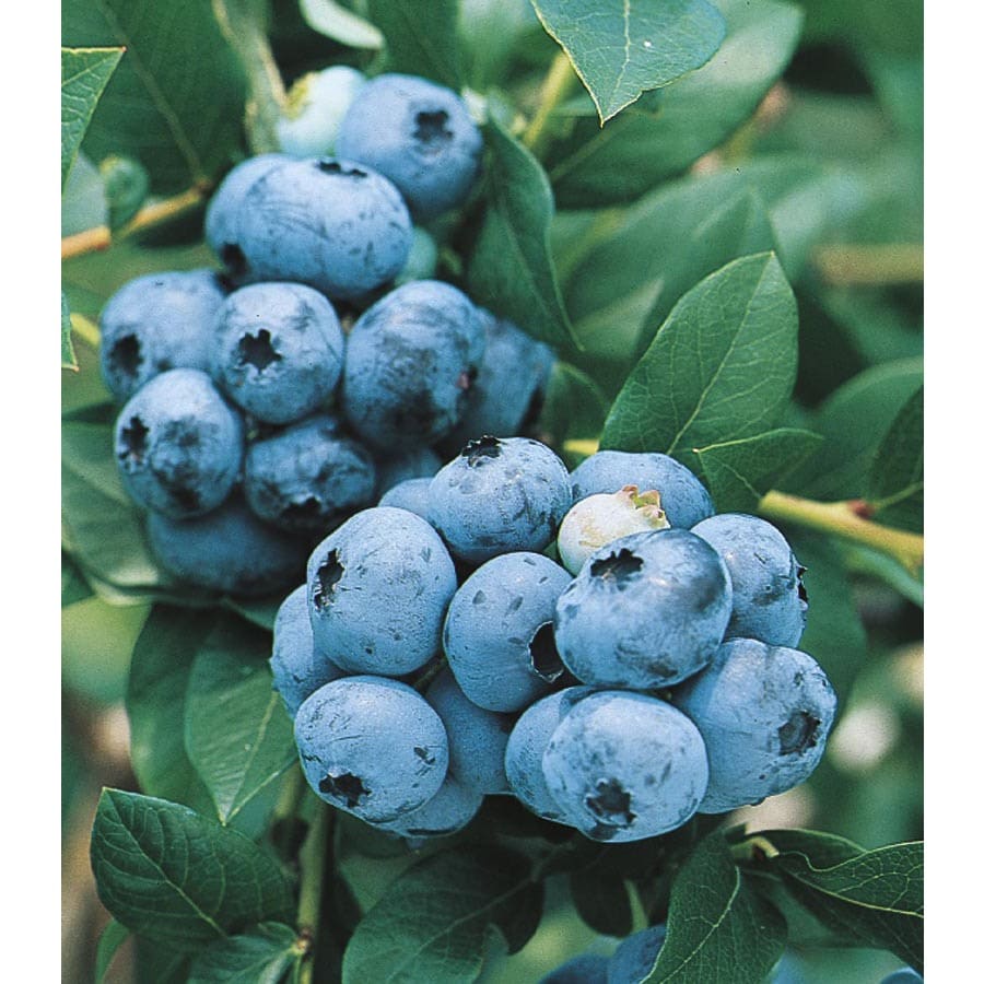 Blueberry Small Fruit (L6021) at Lowes.com