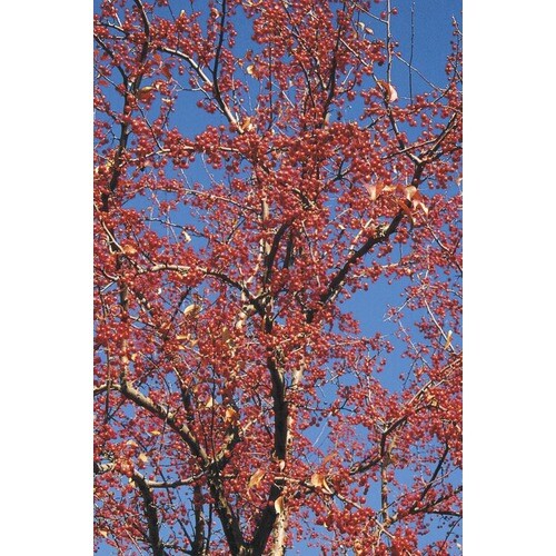 1-Pack Pink Red Splendor Crabapple Flowering Tree in Pot (With Soil ...
