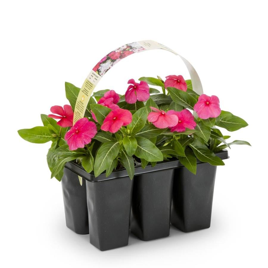 6-Pack Multicolor Vinca in Tray (L3286) at Lowes.com