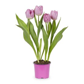 1-Pint Tulip Bulbs