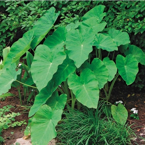 2.5-Quart Elephant Ear in Pot (L8541) in the Annuals department at ...