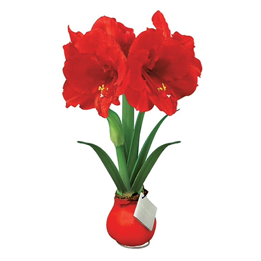 Shop 6-in Amaryllis Bulbs at Lowes.com