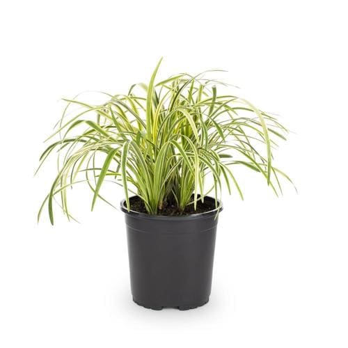 2.5-Quart Liriope in Pot (L7045) in the Ground Cover department at ...