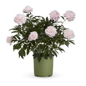 Shop Perennials at Lowes.com