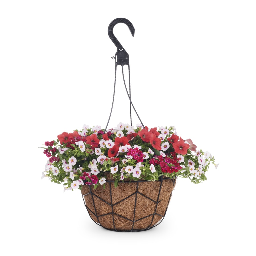 3-Gallon Multicolor Mixed Annuals Combinations in Hanging Basket at ...