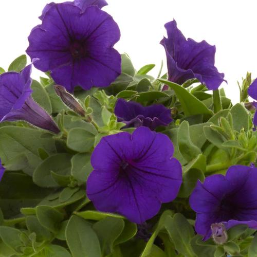 2.5-Quart Multicolor Wave Series Petunia in Pot (L00983) in the Annuals ...