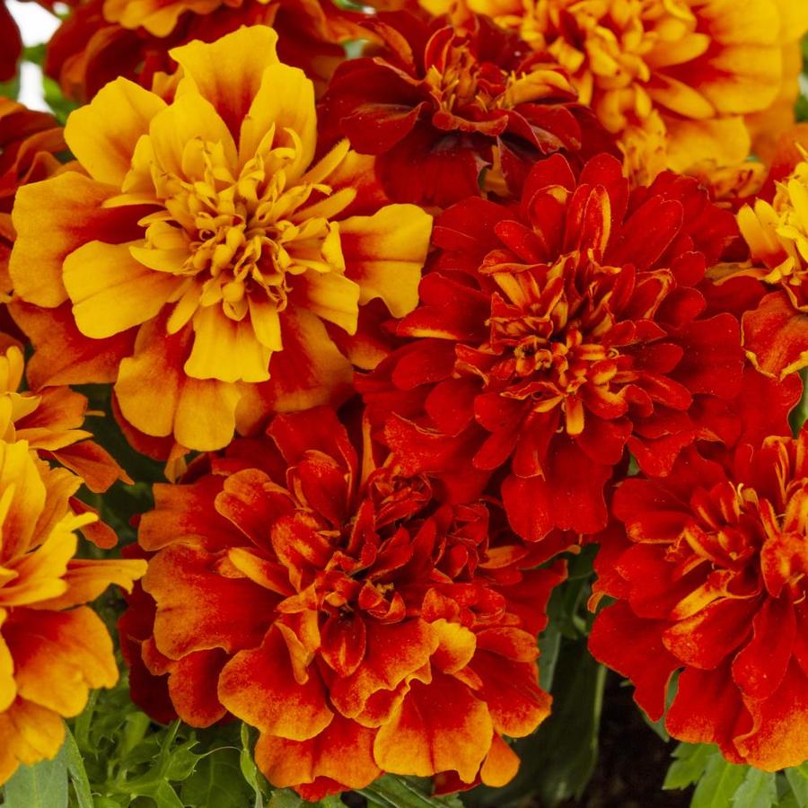 6 Pack Marigold (L17086) in the Annuals department at Lowes.com