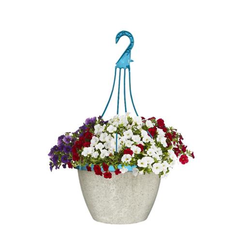 2Gallon Multicolor Mixed Annuals Combinations in Hanging Basket at