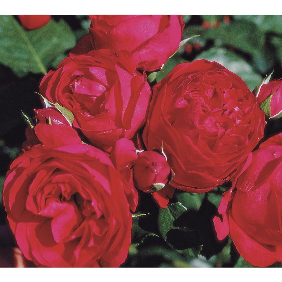 1.6-Gallon Ramblin Red Rose (L25611) at Lowes.com - 726535064200