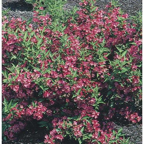 1 6 Gallon Red Red Prince Weigela Flowering Shrub In Pot L4213 In The   726535101738xl 