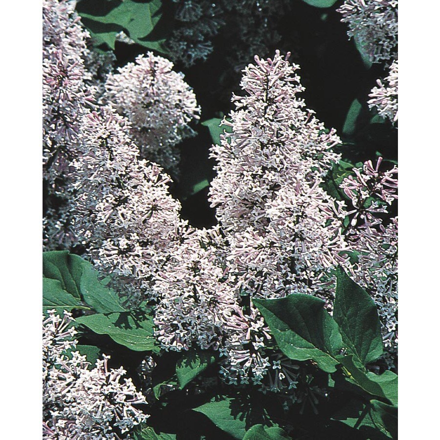 2.5-Gallon Blue Miss Kim Lilac Flowering Shrub in Pot (L1204) at Lowes.com