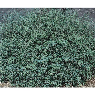 Dwarf Purple Osier Willow Accent Shrub In Pot With Soil Dwarf Purple Osier Willow Accent Shrub In Pot With Soil