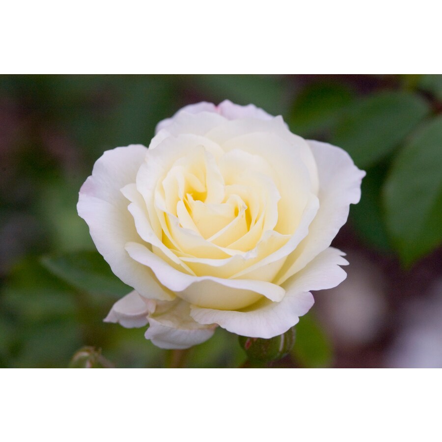 Easy Elegance 1.6Gallon White Macy's Pride Rose Flowering Shrub in Pot